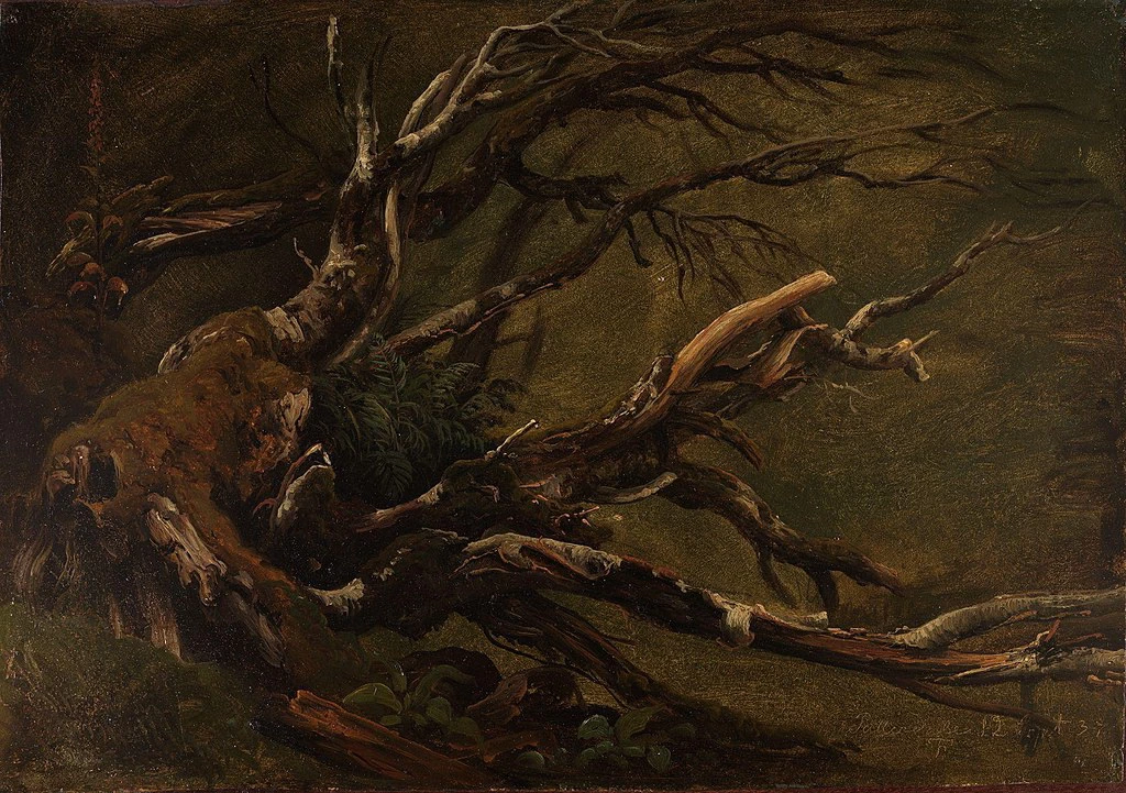 Studio dell'albero in decomposizione - National Museum of Art, Architecture and Design